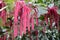 Chenille plant, flowers of Acalypha hispida