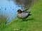 Chenonetta jubata (Australian Wood Duck or Maned Duck)