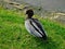 Chenonetta jubata (Australian Wood Duck or Maned Duck)