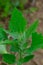 Chenopodium album, edible plant, common names include lamb\\\'s quarters, melde, goosefoot, white goosefoot