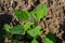 Chenopodium album, edible plant, common names include lamb\\\'s quarters, melde, goosefoot, white goosefoot