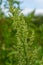 Chenopodium album, edible plant, common names include lamb\\\'s quarters, melde, goosefoot, white goosefoot