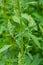 Chenopodium album, edible plant, common names include lamb\\\'s quarters, melde, goosefoot, white goosefoot