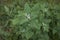 Chenopodium album plant