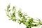 Chenopodium album - White goose-foot