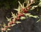 Chenopodium virgatum, syn: Chenopodium foliosum, leafy goosefoot
