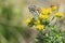 Chequered blue butterfly