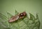 Chequered hoverfly macro, Melanostoma scalare. Closeup macro.