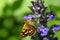 Chequered skipper or Arctic skipper