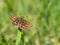 Chequered skipper or arctic skipper Carterocephalus palaemon butterfly on grass