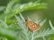 Chequered skipper or arctic skipper Carterocephalus palaemon butterfly on green plant