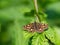 Chequered skipper or arctic skipper Carterocephalus palaemon butterfly on leaf