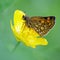 Chequered Skipper butterfly