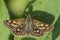 Chequered Skipper - Carterocephalus palaemon