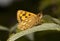 Chequered skipper (Carterocephalus palaemon)