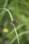 The chequered skipper Carterocephalus palaemon, is a small woodland butterfly in the family Hesperiidae