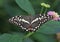 Chequered Swallowtail