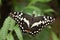 Chequered swallowtail