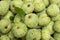 Cherimoya fruit Annona cherimola