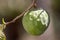 Cherimoya (Species Annona cherimola), close up Detail , a tropical fruit believed to be native to Ecuador and Peru, with