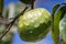 Cherimoya (Species Annona cherimola), close up Detail , a tropical fruit believed to be native to Ecuador and Peru, with