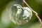 Cherimoya (Species Annona cherimola), close up Detail , a tropical fruit believed to be native to Ecuador and Peru, with