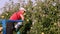 CHERKASSY, UKRAINE, SEPTEMBER 21, 2020: apple harvest. Male seasonal worker gathers ripe, juicy apples in garden. man