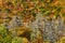 Cherohala Skyway in Peak Autumn Colors