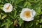 Cherokee rose blossoms