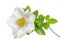 Cherokee Rose Flower