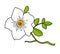 Cherokee rose illustration vector isolated