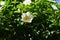Cherokee rose ( Rosa laevigata ) flowers.