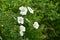 Cherokee rose ( Rosa laevigata ) flowers.