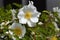 Cherokee rose ( Rosa laevigata ) flowers.