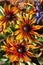 Cherokee sunset black-eyed susan and purple salvia flowers