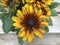 Cherokee Sunset Rudbeckia