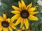 Cherokee Sunset Rudbeckia