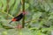 Cherrie`s Tanager on a branch in the rainforest near Arenal volcano