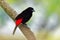 Cherrie`s Tanager - Ramphocelus costaricensis is a medium-sized black and scarlet passerine bird