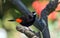 Cherrie`s Tanager Ramphocelus costaricensis Panama