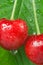 Cherries