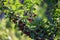 Cherries on a branch of a fruit tree in the sunny garden. Bunch of Fresh cherry on branch in summer season