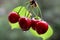 Cherries on branch with water drops
