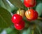 Cherries on the branches of different degrees of maturity close-up