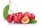 Cherries cherry fresh organic summer fruits fruit isolated on white