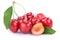 Cherries cherry fresh summer fruits fruit isolated on white