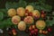 Cherries of different varieties with large apricots with green leaves lie on black plywood