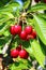 Cherries, fresh ripe fruit still to be picked on the tree