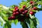 Cherries, fresh ripe fruit still to be picked on the tree