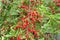 Cherries fruit harvest on cherry tree. Red fresh cherry berry